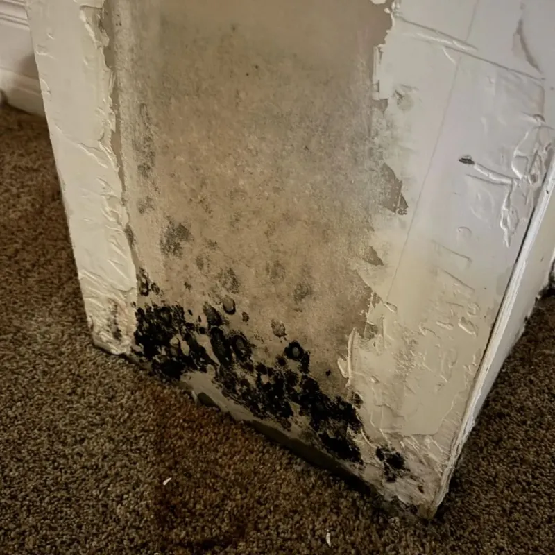 Professional Mold Removal in Lewisburg, TN